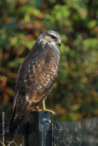 buse variable à l'affût