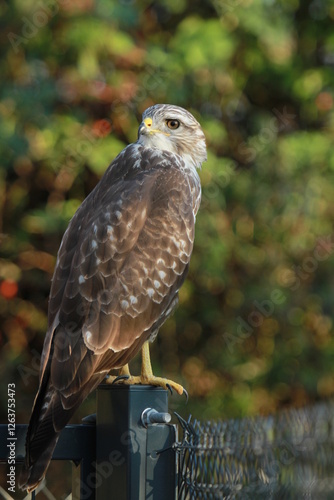 buse variable à l'affût