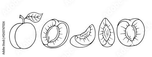 Set of linear sketches of apricot and seasonal fruit pieces. Vector graphics.