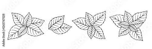 Botanical linear sketch of mint leaves.Vector graphics.