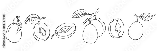 Set of linear sketches of plum and seasonal fruit pieces. Vector graphics.