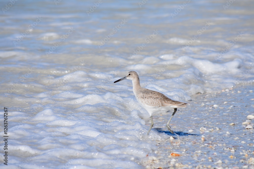 willet bird fishing on the beach waves willet bird fishing on the beach waves
