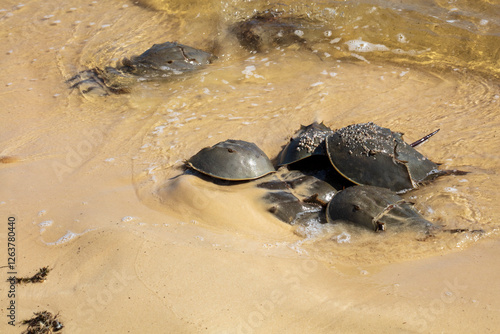 Horseshoe Crab Mating at High Tide on Sandy Beach Along the Gulf of Mexico photo