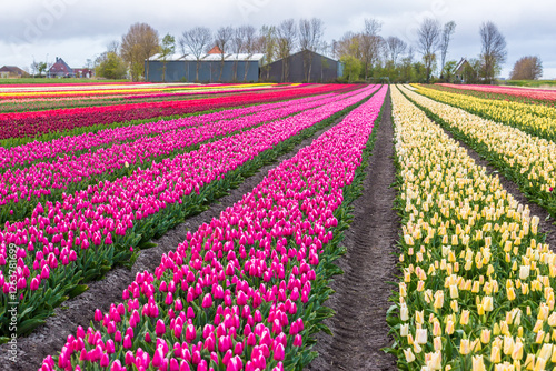 Colorful tulip fields in the Netherlands. Striped rows of pink and yellow blooms.