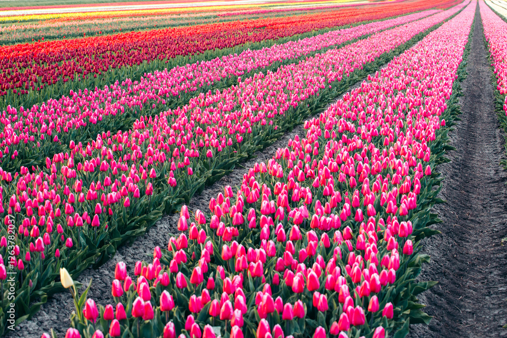 Rows of vibrant pink tulips in a Dutch field.