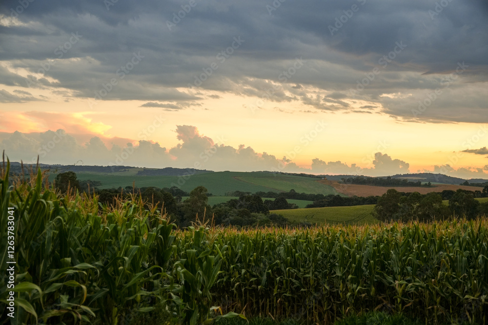 sunrise over the field