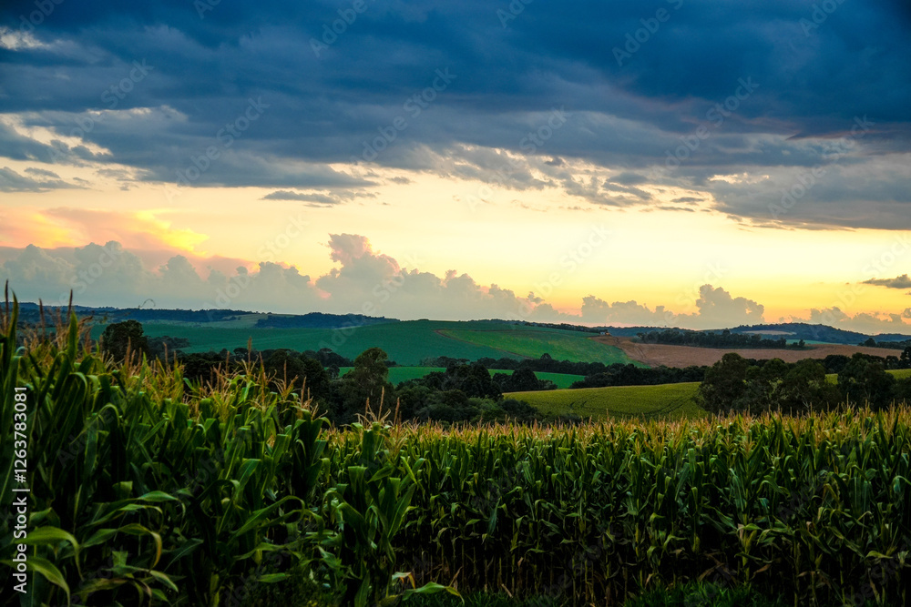 sunset over the field