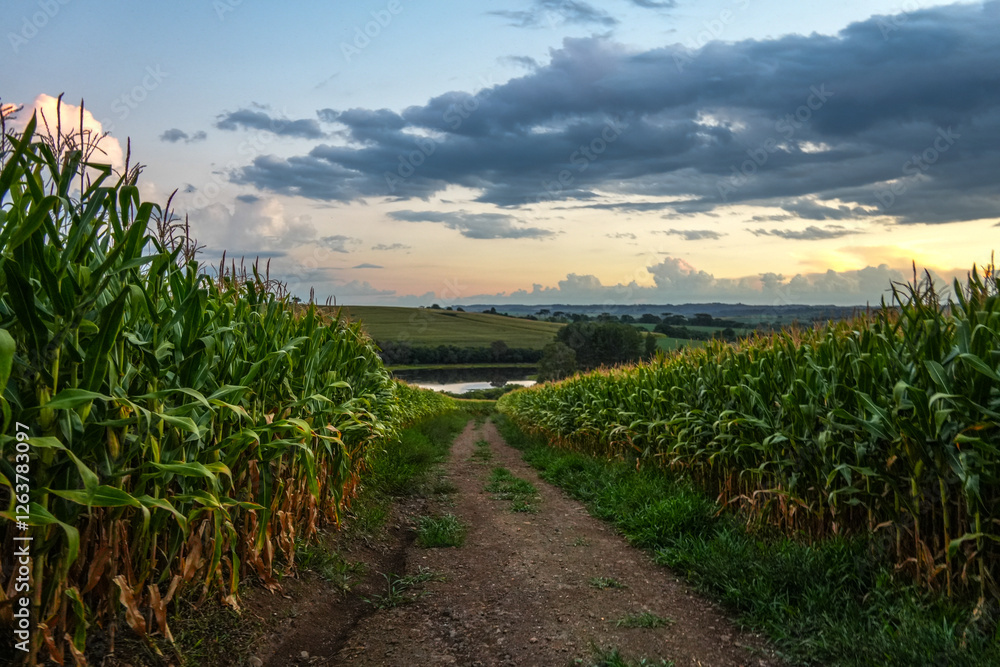 field of corn