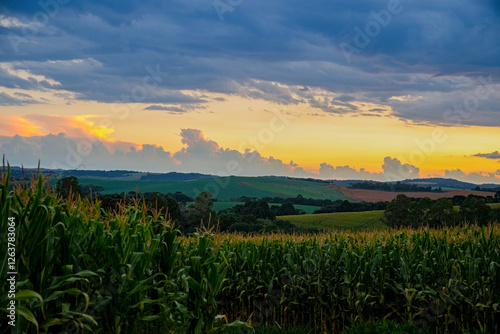 sunset over the field