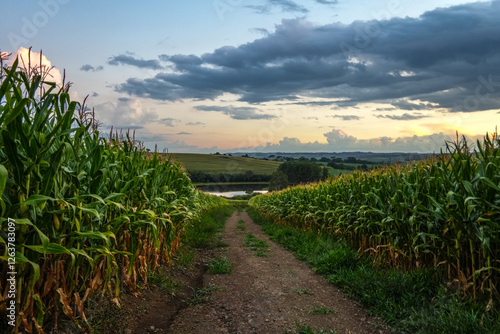 field of corn