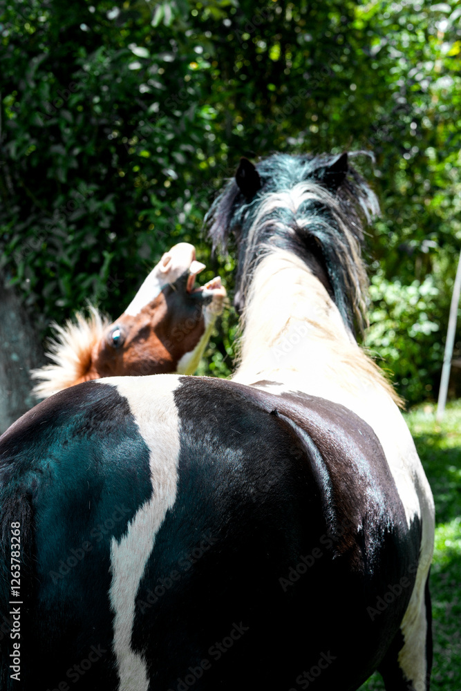 portrait of a white horse