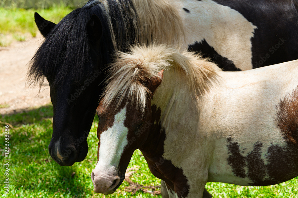 Two Horses Portrait
