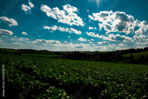 Fields