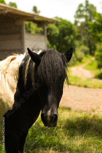 Obraz na płótnie portrait of a horse w salonie