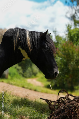 portrait horse 