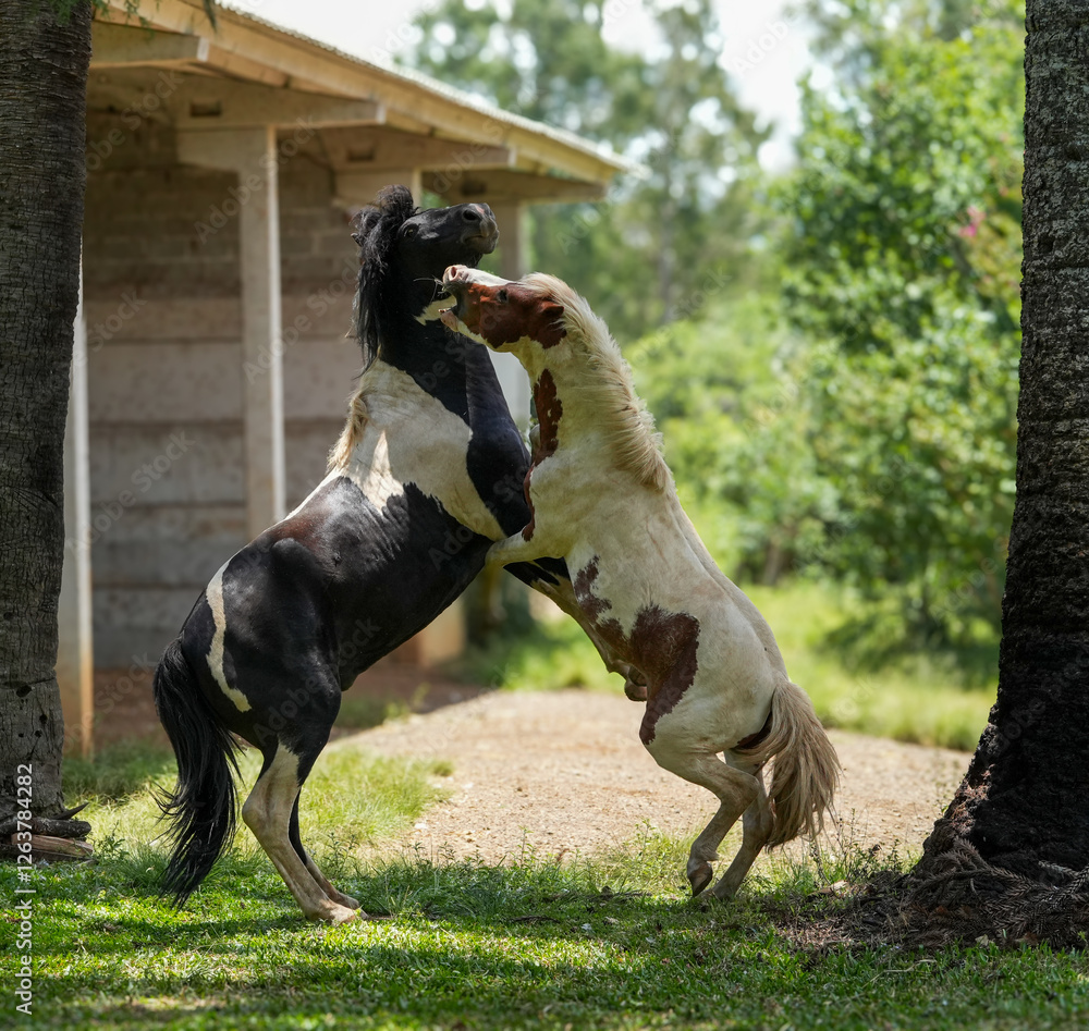 HorsePlay