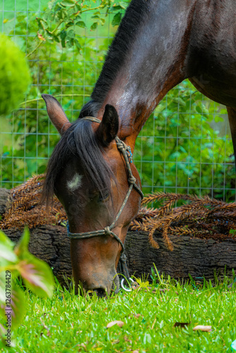 Obraz na płótnie Horse feed w salonie