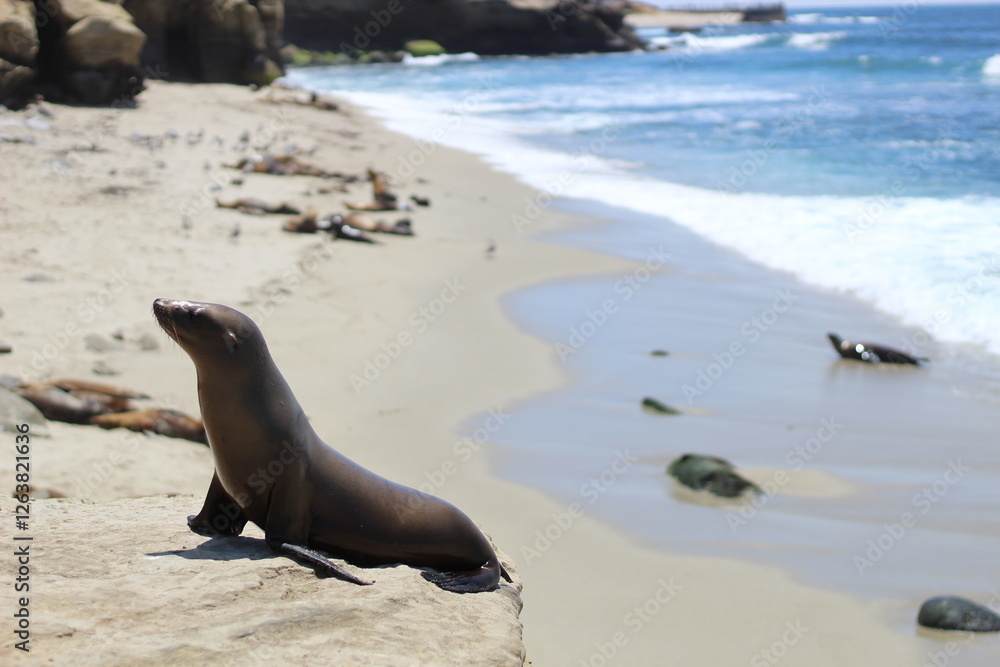Fototapeta premium sea lion sitting on a cliff at the beach