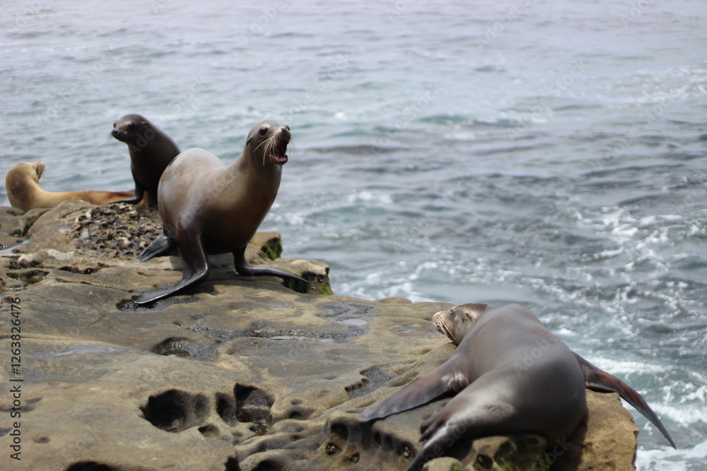 Fototapeta premium sea lion barking while on rocks along the coast