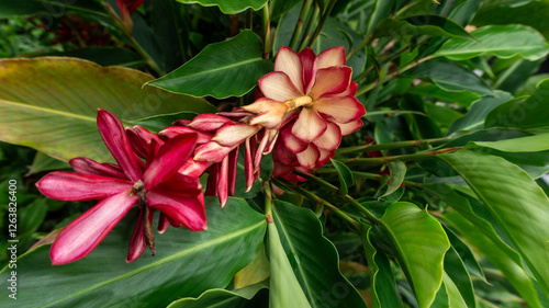 Billede på lærred Flor roja alpinia purpurata platanillo vegetación de la amazonía