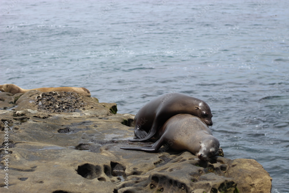 Fototapeta premium sea lions sleeping on top of another on rocks along the coast