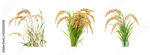 Golden Rice Plants on Transparent Background