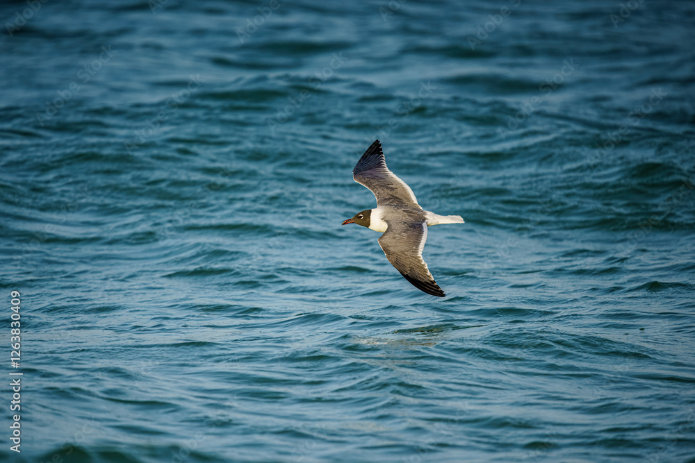 Seagull in Flight Seagull in Flight