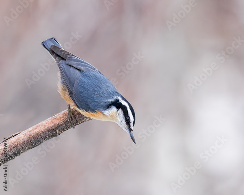 A Red-breasted Nuthatch enjoys a moment on his perch.
