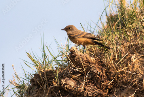 A Juvenile Say's Phoebe flycatcher bird, identifiable by its buffy wing bars and orange-brown belly standing upon the hillside of a semi-arid wild habitat in Colorado. photo