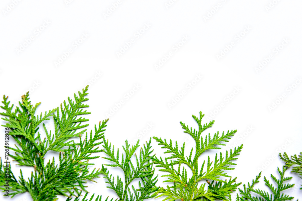 Obraz premium Fresh green cedar branches arranged artistically against a light background in a bright and airy setting