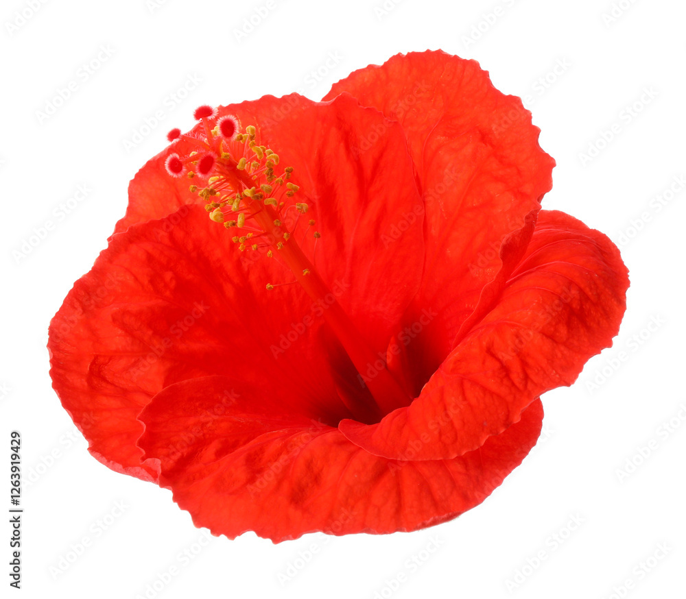 Beautiful red hibiscus flower isolated on white