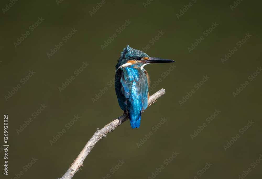 Male common Kingfisher (Alcedo atthis) perching image with green background