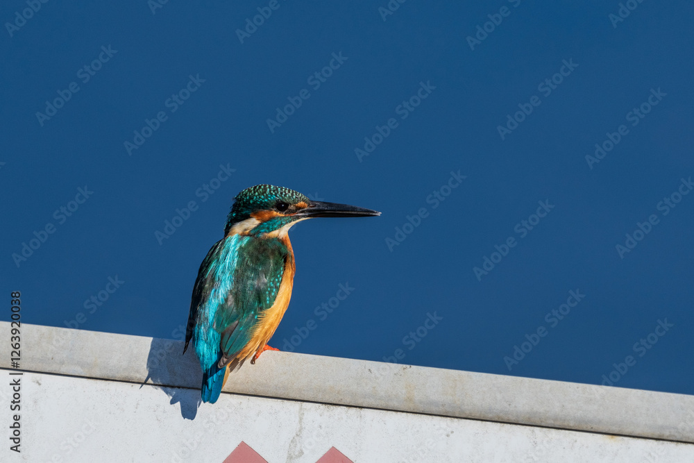 Male common Kingfisher (Alcedo atthis) perching on the sign board with blue background