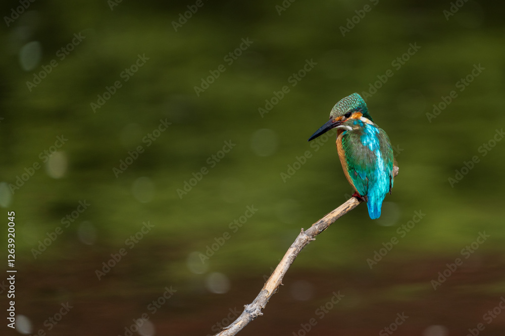 Male common Kingfisher (Alcedo atthis) perching image with green background