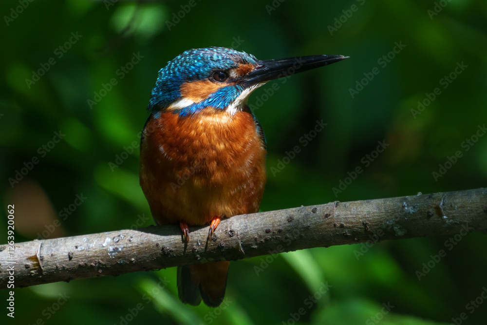 Male common Kingfisher (Alcedo atthis) perching image with green background