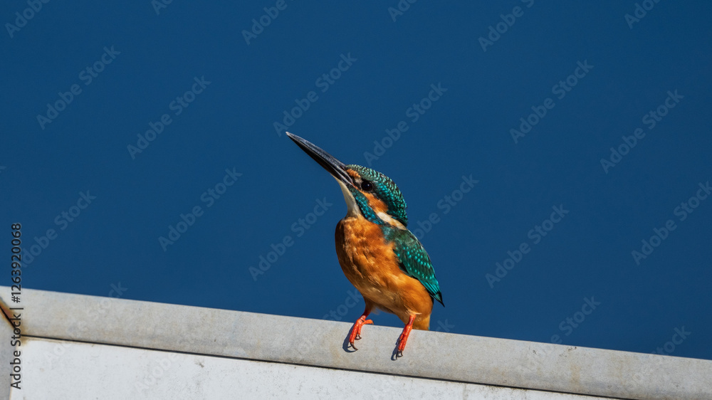 Male common Kingfisher (Alcedo atthis) perching on the sign board with blue background