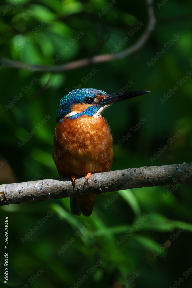 Male common Kingfisher (Alcedo atthis) perching image with green background