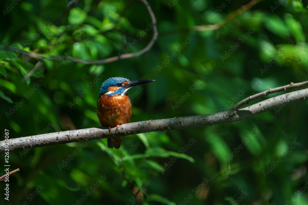 Male common Kingfisher (Alcedo atthis) perching image with green background
