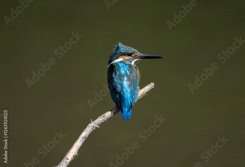 Obraz na płótnie Male common Kingfisher (Alcedo atthis) perching image with green background w salonie