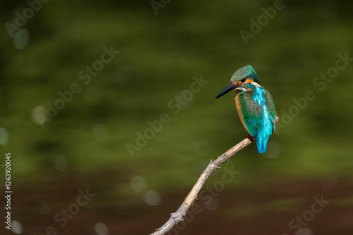 Obraz na płótnie Male common Kingfisher (Alcedo atthis) perching image with green background w salonie