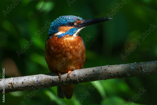Obraz na płótnie Male common Kingfisher (Alcedo atthis) perching image with green background w salonie