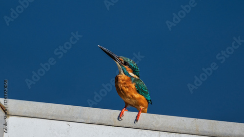 Obraz na płótnie Male common Kingfisher (Alcedo atthis) perching on the sign board with blue background w salonie