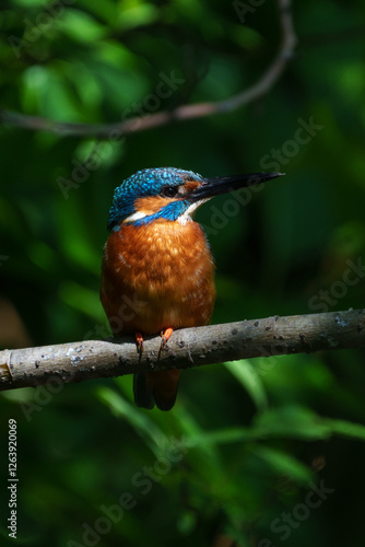 Obraz na płótnie Male common Kingfisher (Alcedo atthis) perching image with green background w salonie