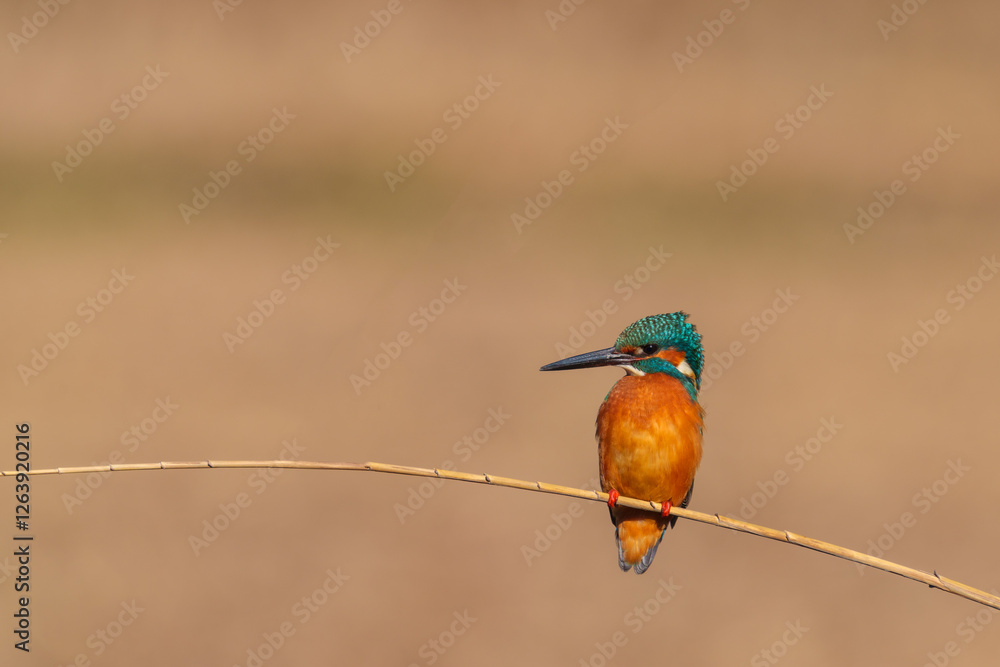 Male common Kingfisher (Alcedo atthis) perching image with brown background