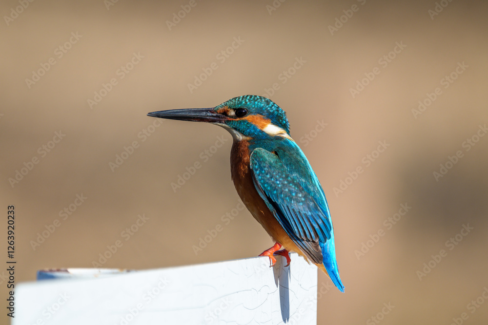 Male common Kingfisher (Alcedo atthis) perching image with brown background