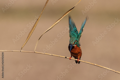 Male common Kingfisher (Alcedo atthis) perching image with brown background