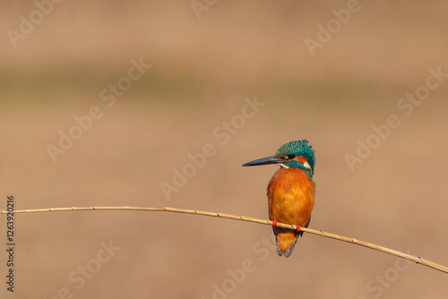 Obraz na płótnie Male common Kingfisher (Alcedo atthis) perching image with brown background w salonie