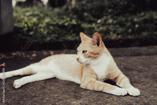 Wallpaper Mural Cats can also provide companionship and emotional support, particularly for individuals who live alone or have limited social interaction. The simple act of petting a cat can release oxytocin, a hormo Torontodigital.ca