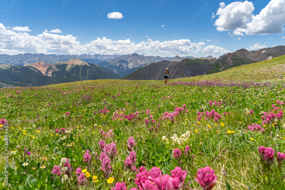 Fototapeta premium A woman hiking in wildflowers in Colorado high country
