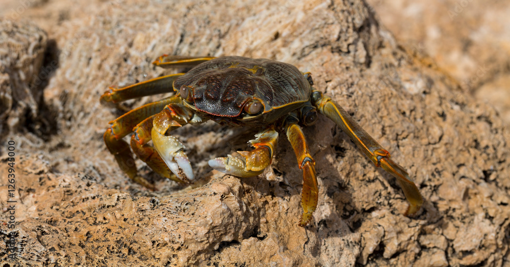 Grapsus albolineatus is a species of decapod crustacean in the family Grapsidae. Crab, on a reef rock. Fauna of the Sinai Peninsula. Grapsus albolineatus is a species of decapod crustacean in the family Grapsidae. Crab, on a reef rock. Fauna of the Sinai Peninsula.
